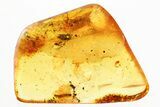 Fossil False Flower Beetle Larva and Fungus Gnat in Baltic Amber #357778-1